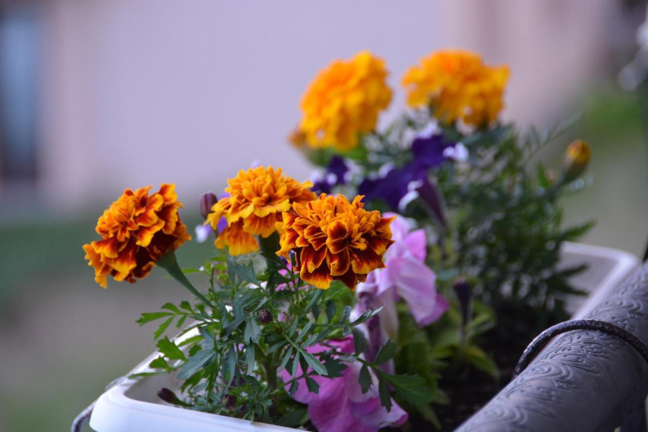 Guest House Blue Views Plav Bagian luar foto
